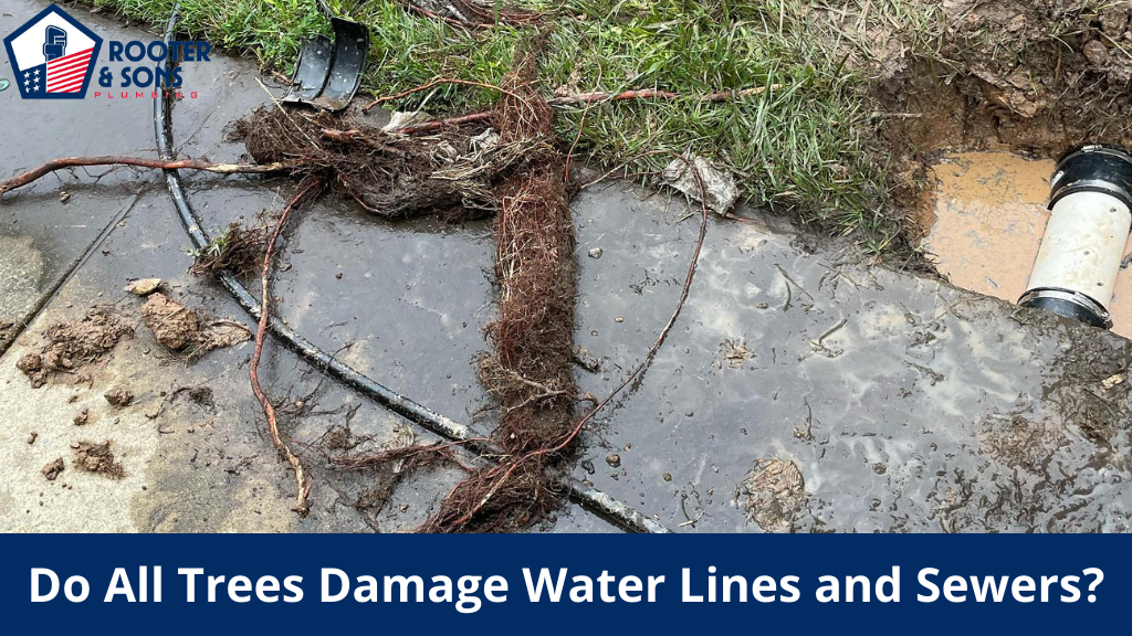 Do All Trees Damage Water Lines and Sewers